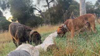 Saturday morning with Molly the Boerboel live
