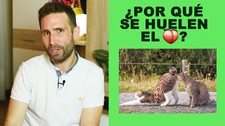 ¿Por qué los gatos se huelen el 🍑?