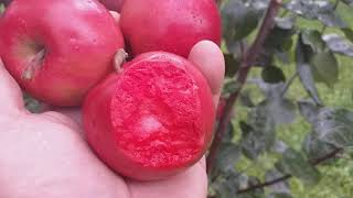 Яблоня красномясая летний сорт Сирена (Apple Sirena). Обзор летних сортов яблонь.