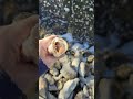 When season is over, they bite!#fishing #walleye #river