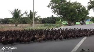 the ducks are here