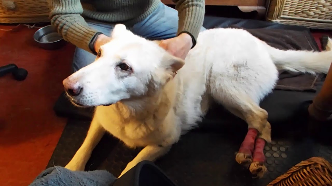 Daisy Dog needs a scratch!