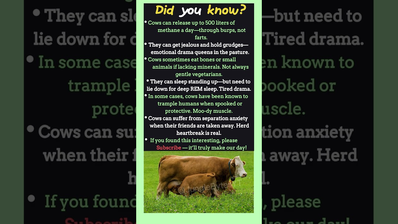 Bad” or Weird Cow Facts That Sound Fake but Are 100% True