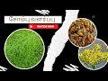     sombu chedi valarpathu eppadi how to grow fennel seeds plant