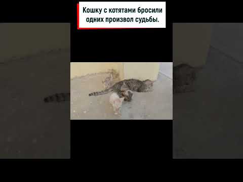 Кошку с котятами бросили одних на произвол судьбы, они мяукали и отчаянно искали еду #shorts