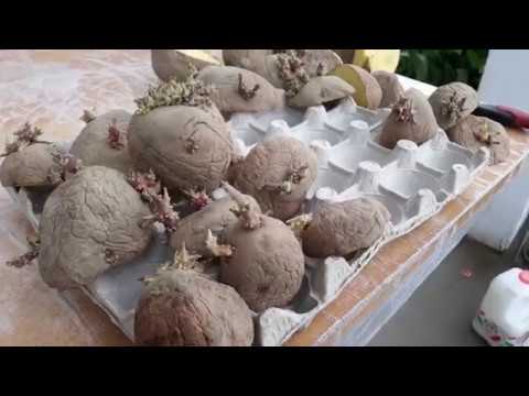 Video: Cum Să Germinați Cartofii De Semințe Acasă