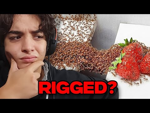1,000 Ants vs. Obstacles Reaction (They were Cheating)