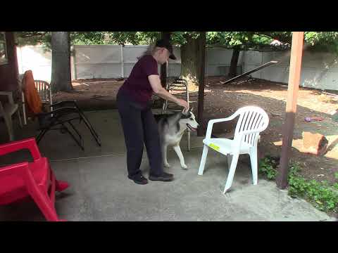 Video: Hvordan Gjøre Noe Til Et Parkour Dog Agility Course