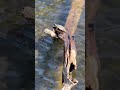 My brother #turtle #turtles #turtleisland