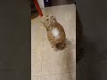 Mr. Squirt #handicappedkitty #orangecats #happyboi