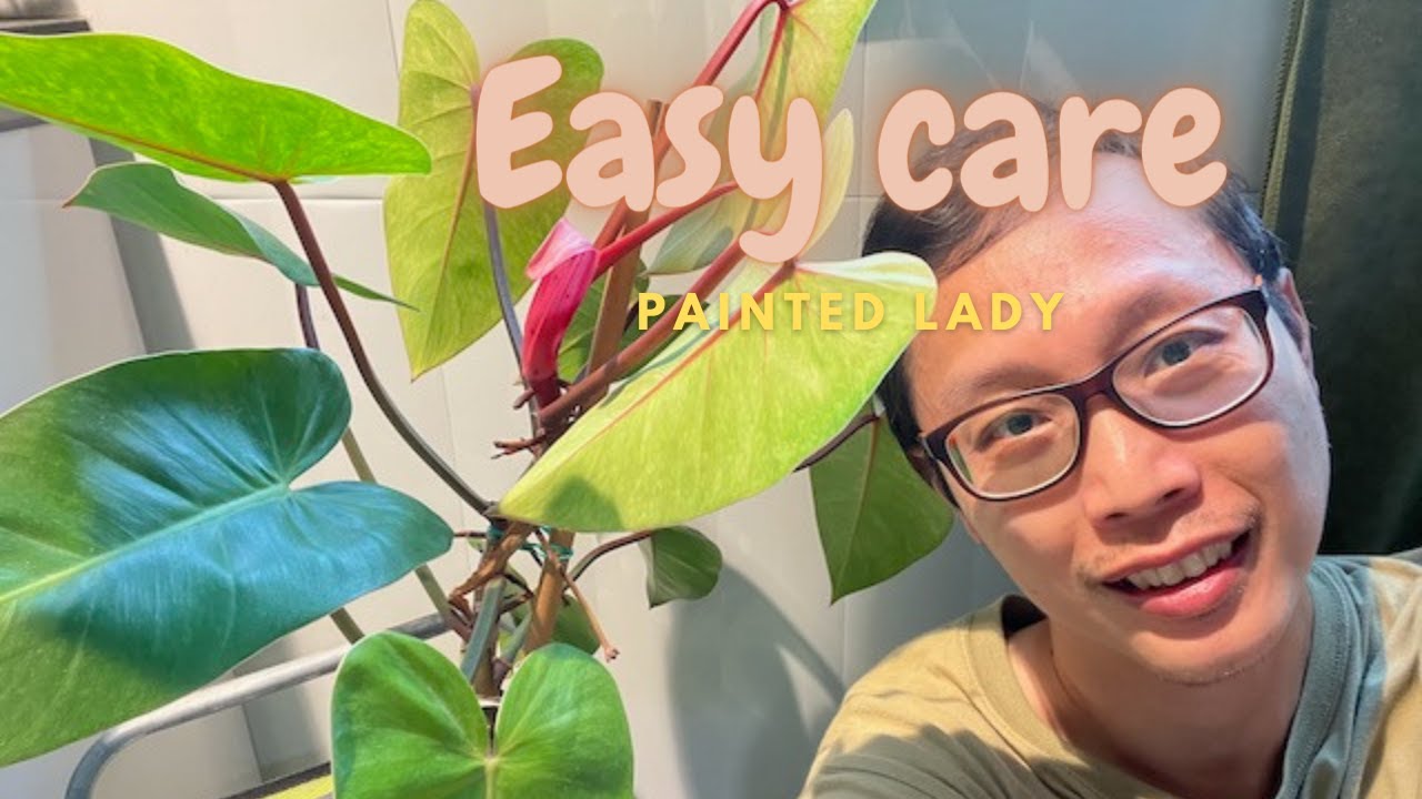 Plant of the day:  Philodendron Painted lady