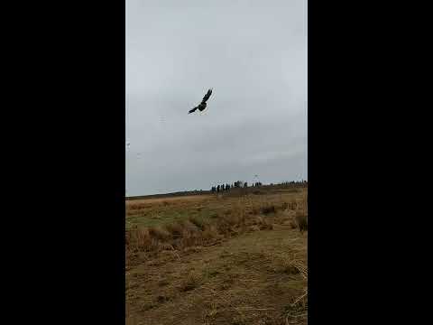 Pheasant release into the wild ხოხობის გაშვება ბუნებაში