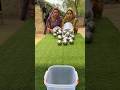 Amazing steel boll roll funny challenge ✅#shots #game
