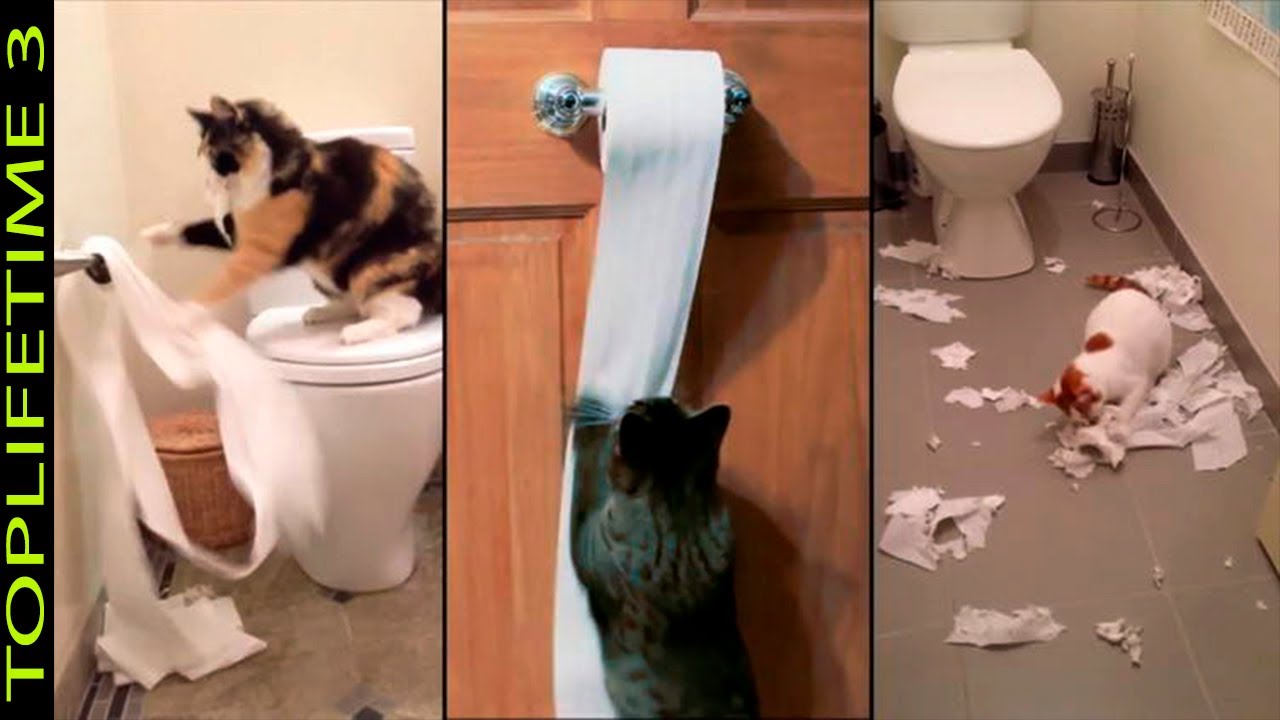 Por Qué mi GATO me Acompaña al Baño?? - YouTube
