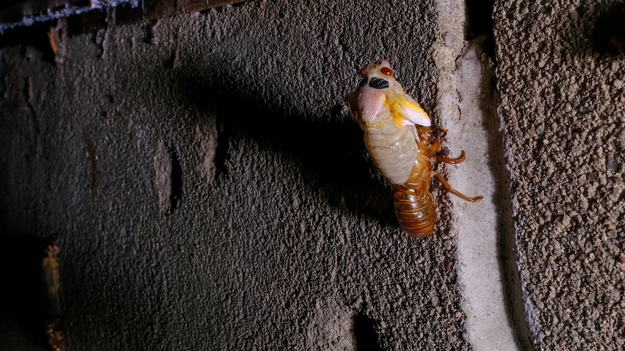 Cicada Molt