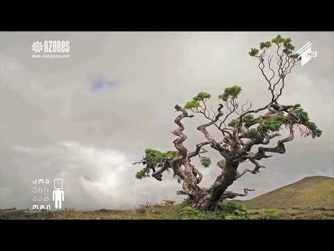 ევროპის ყველაზე ლამაზი ლანდშაფტები / დრონების საწინააღმდეგო \"ნაღმტყორცნი\"