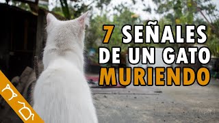 Cómo Saber Si Mi Gato Se Va A Morir | 7 Señales De Un Gato Enfermo Que Está Muriendo