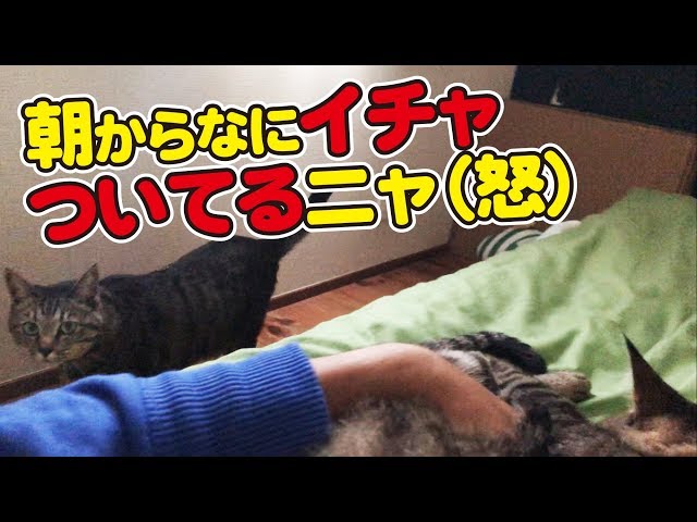 父と兄猫が一緒に寝ていた時の弟猫の行動が…！？