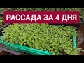 СЕМЕНА Мощно ПРОСНУЛИСЬ. В ЭТОМ ГРУНТЕ семядоли за 4 дня