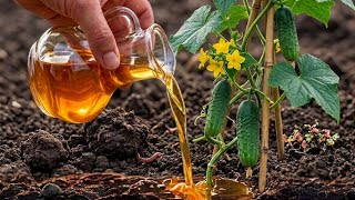 Pour This on Cucumber Sprouts for Giant Roots and Rapid Growth!