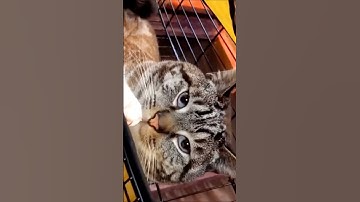 Adult Male Cat Recovering from Surgery Neutering & Vaccination Shots Post-Operation & Present Day 🐈