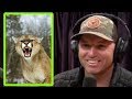 Guess What Mountain Lion Tastes Like? - Joe Rogan and Adam Greentree