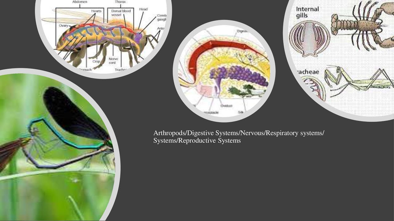Arthropods I Respiration and Digestive System I Nervous and