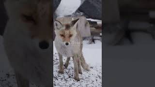 Arctic Fox The Lemming Lover! Arctic Fox The Lemming Lover!