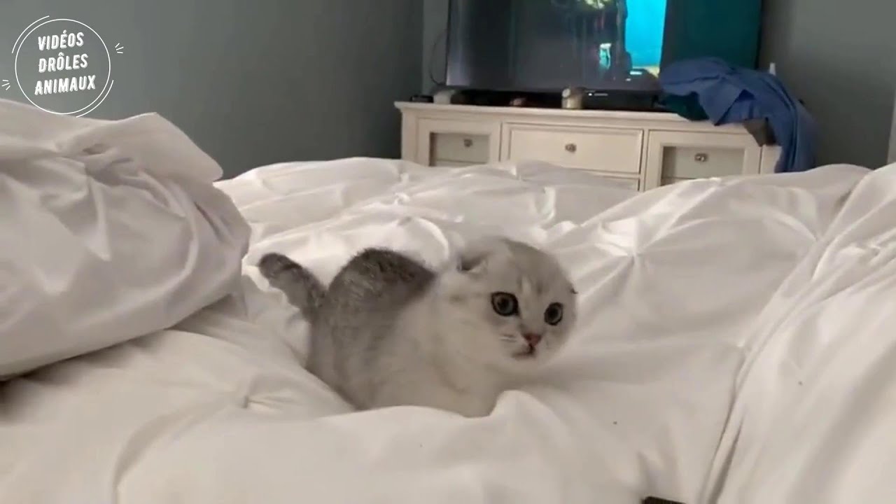 Chaton Mignon Chaton Dr le Videos De Dr les Et Mignon De Cheins Et chaton-mignon-chaton-dr-le-videos-de-dr-les-et-mignon-de-cheins-et