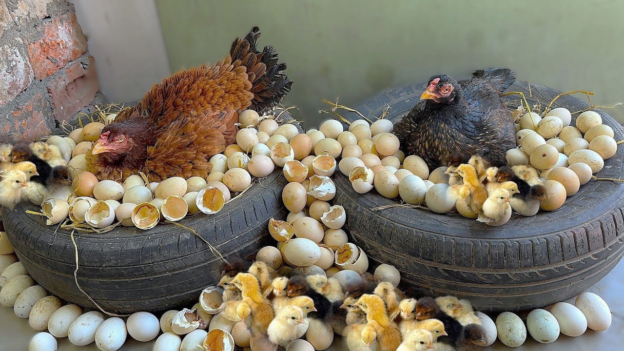 2 INDIAN Aseel hens Harvested TOO Many EGGS TO CHICKS Together - Amazing Tires Egg hatching