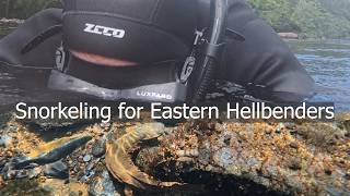 Snorkeling in Frigid Water to Save Living Dinosaurs