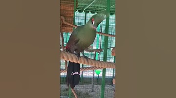 جمال الطير 🦜القرآن الكريم 💚سبحان الله وبحمده سبحان الله العظيم