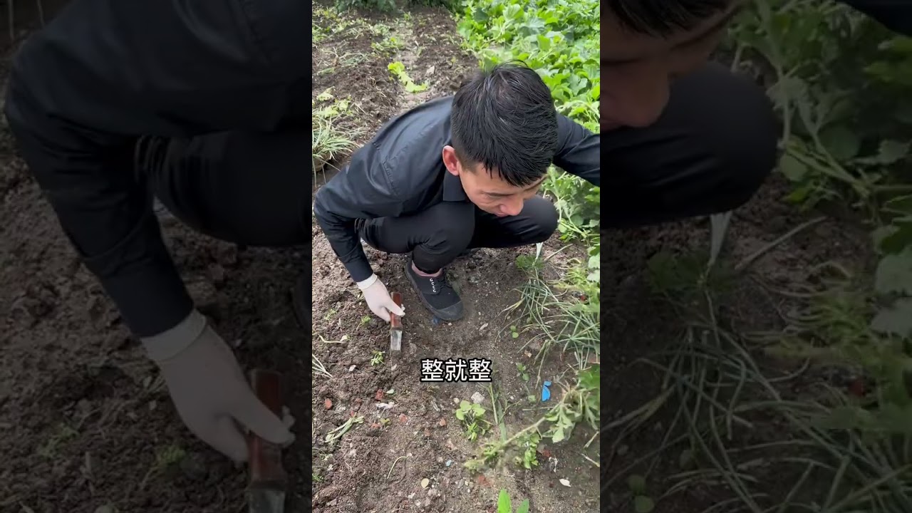 东北农村的幸福生活，把毛葱起了种白菜，老公慢慢锻炼手，加油！