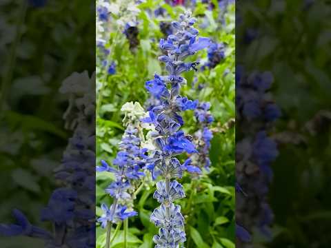 Lavender Flower 💐💜🤍 #shorts #garden #japan #season  #viral #trending