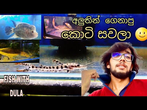 අලුතින් ගෙනාපු කොටි සවලා TIGER SHOVELNOSE CATFISH 🌝😏🤏 FISH WITH DULA# ...