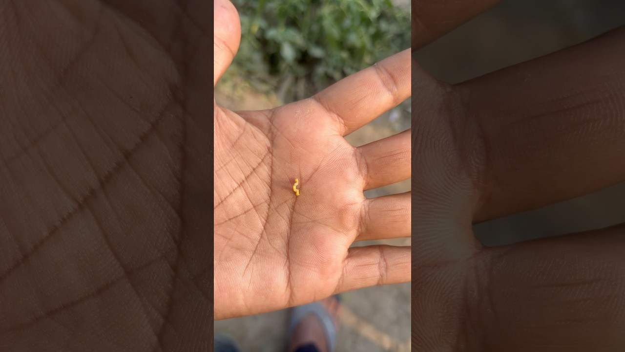 Comment this Insects Name 🤔 