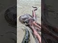 The Octopus Vanishes Instantly! 😲