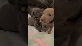 Little sisters can be a handful #puppies #weimaraners