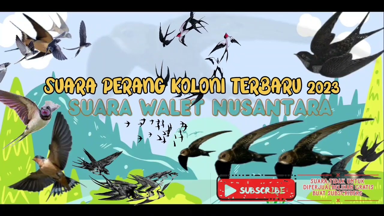 SUARA PERANG KOLONI TERBARU 2023 | SUARA WALET TERBARU