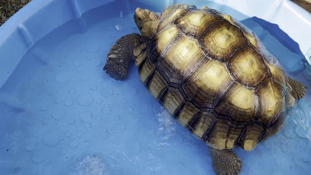 Important reasons why you should be soaking your tortoise on a regular basis.