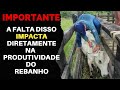 DICA MUITO IMPORTANTE PARA MANTER A SAÚDE E A ENGORDA DOS ANIMAIS