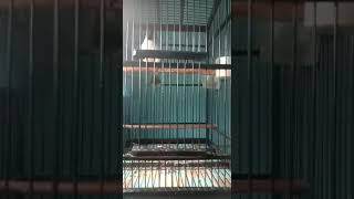 Download Lagu Kutilang rasa Kacer MP3