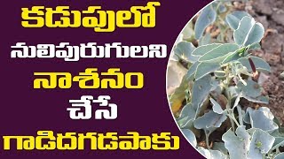 కడపల నలపరగలన నశన చస గడద గడపకUses Of Gadida Gadapa Plantgadida Gadapa Aku