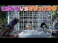 【猫と野鳥観察８】ヒヨドリ対策をしたらシジュウカラと餌場の取り合いで一触即発！？