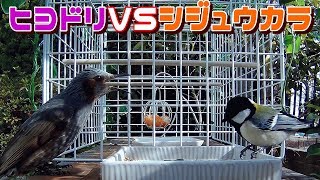 【猫と野鳥観察８】ヒヨドリ対策をしたらシジュウカラと餌場の取り合いで一触即発！？