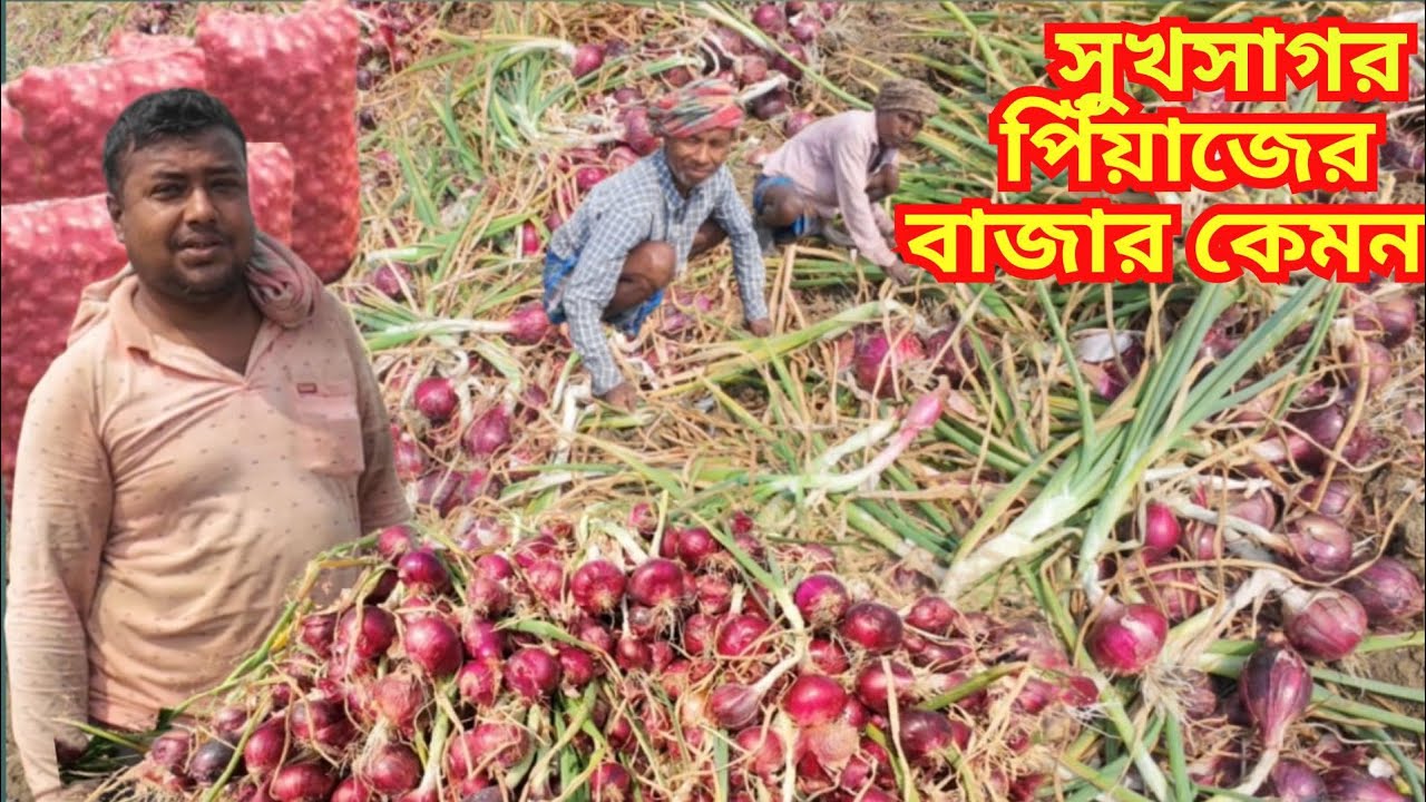 মাঠ থেকে উঠছে প্রাচুর সুখসাগর পেঁয়াজ | এবার ফলন কেমন? কি দাম চলছে? কী বলছেন হুগলি জেলার চাষিরা |