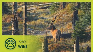 Bavarian Forest  Deep, Dark and Enchanted  Go Wild