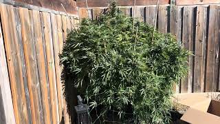 The Mirage Cannabis Outdoor Grow Ontario Canada