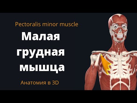 Малая грудная мышца. Pectoralis Minor Muscle. Краткий анатомический 3D обзор.