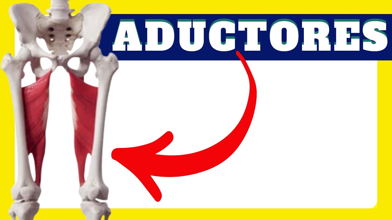 MECÁNICA MUSCULAR del ADUCTOR mayor Anatomía y biomecánica de los